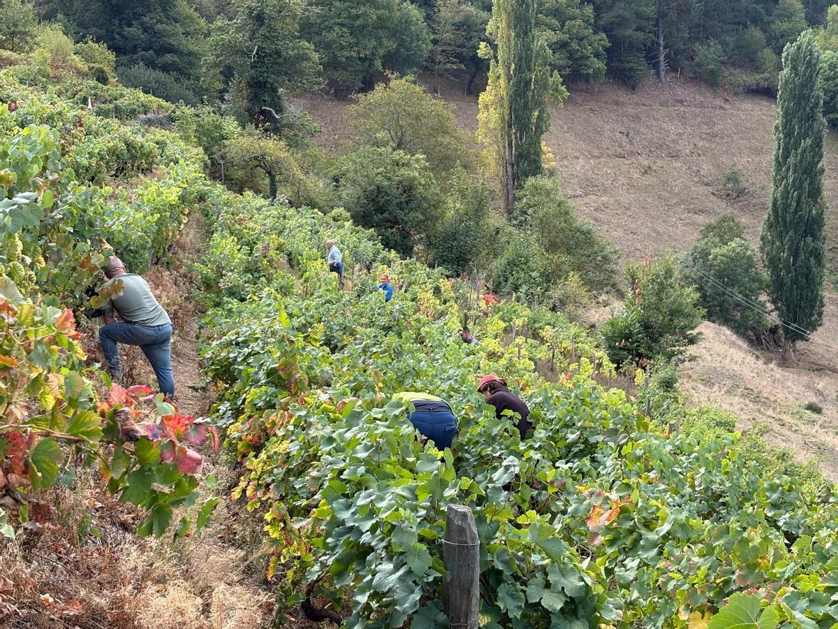 Jornada de vendimia en un viñedo de bodega La Verdea, en Puenticiella.
