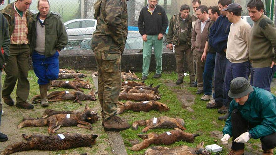 Zorros capturados durante una batida. / la opinión
