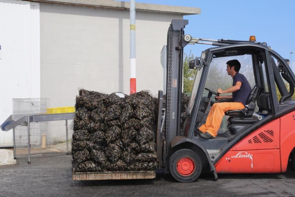 El cultivo de mejillón en Galicia.