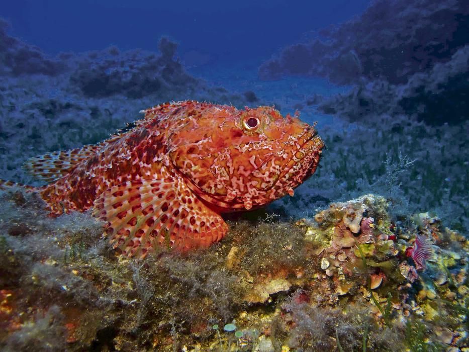 Un cap roig, el rey del mimetismo en los fondos del mar Mediterráeo.