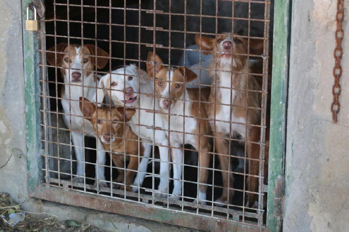 Perros que han sido abandonados esperando la adopción