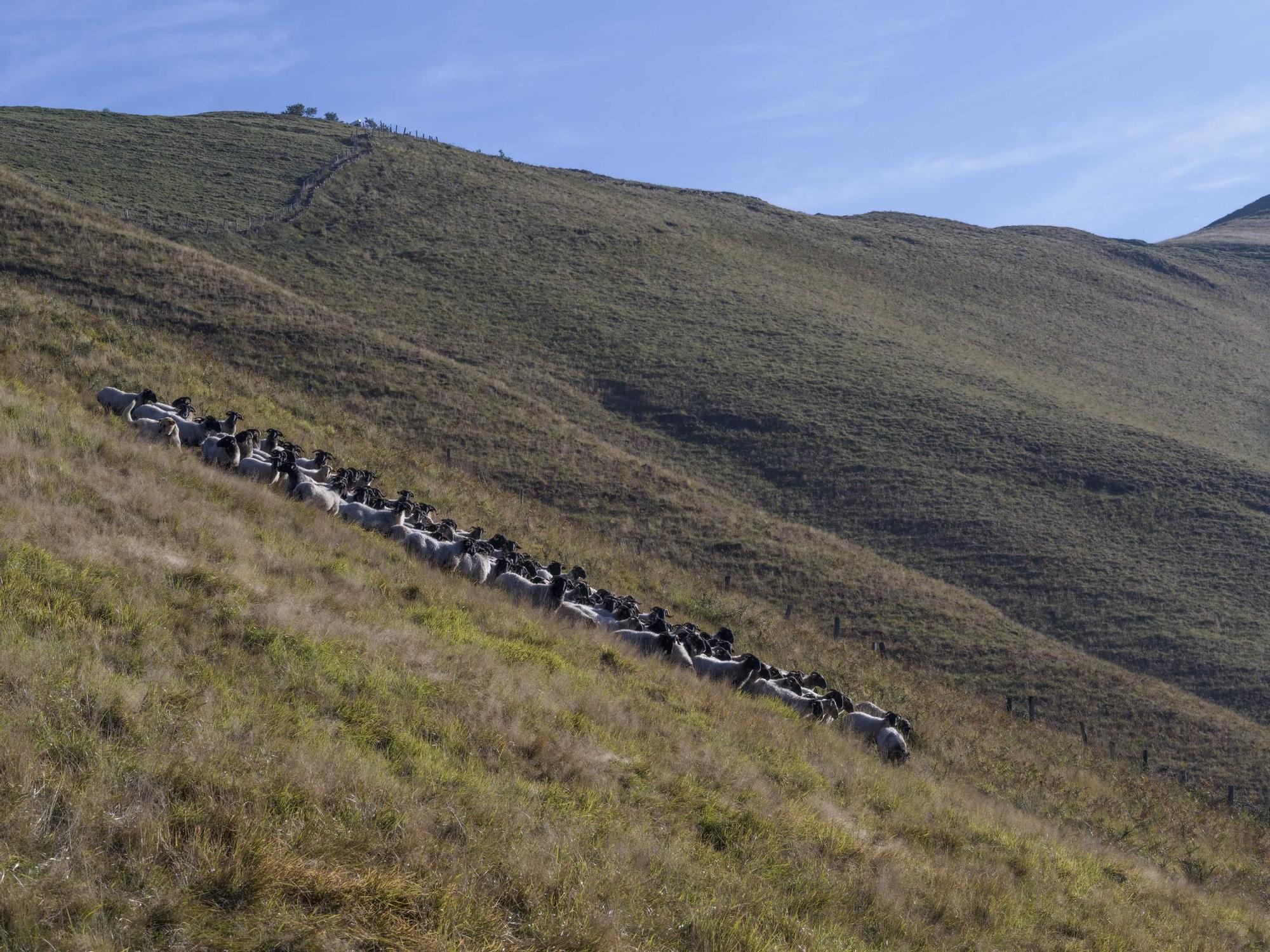 Ovejas heroicas en un terreno de alta montaña.
