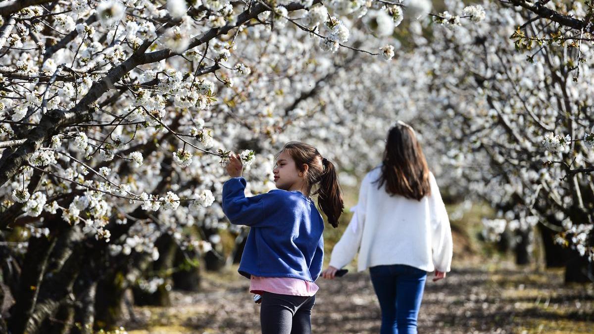 Los cerezos en flor de Cataluña en 10 fotografías preciosas