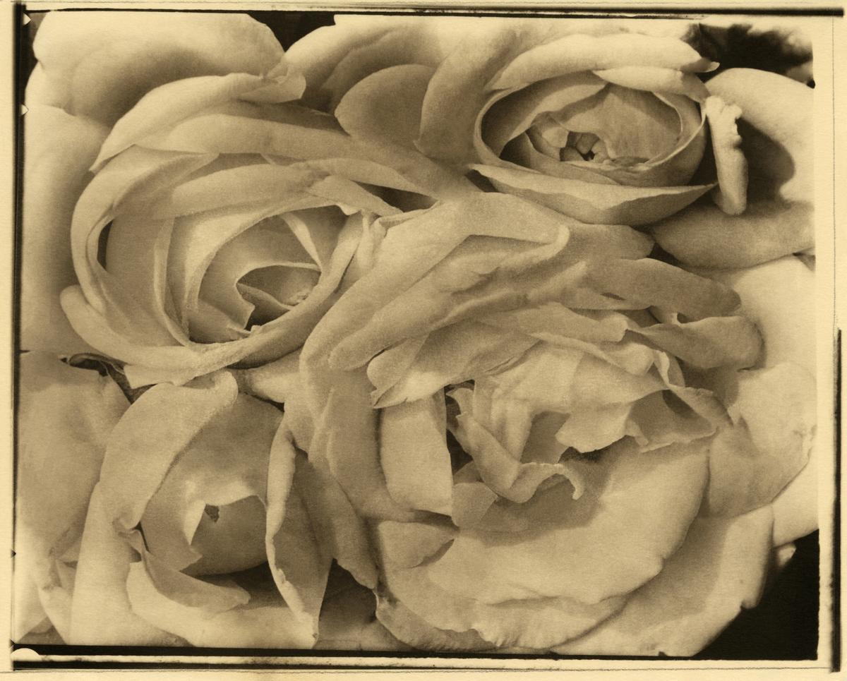 Fotografia del 1924 que porta per títol &quot;Rosas&quot;