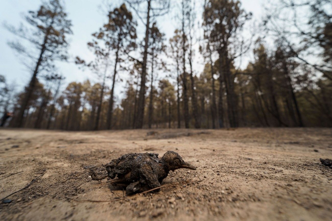 Así ha quedado el monte de Tenerife por el incendio