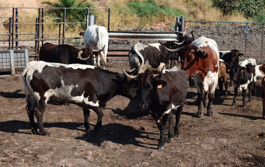 Peris y Machancoses, dos ganaderías de bous al carrer que resisten la falta de festejos