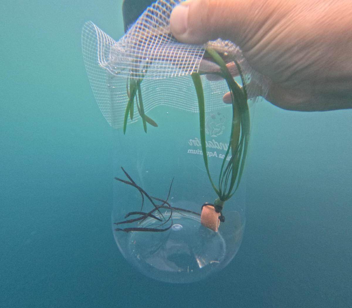 Liberan 55 peces pipa en el mar en Baleares en un proyecto de conservación