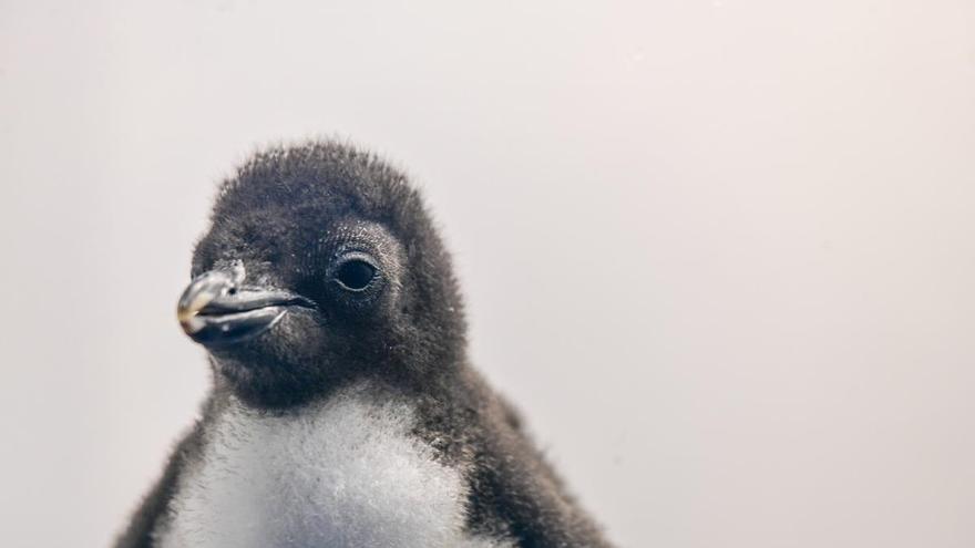 Loro Parque recibe el año con el nacimiento de 12 crías de pingüinos