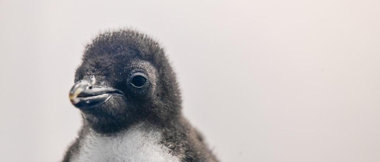 Cría de pingüino saltarrocas en Loro Parque