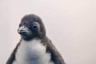 Loro Parque recibe el año con el nacimiento de 12 crías de pingüinos