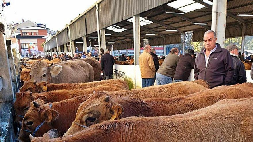 Cabezas de ganado en el &quot;mercaón&quot; de Cabañaquinta.