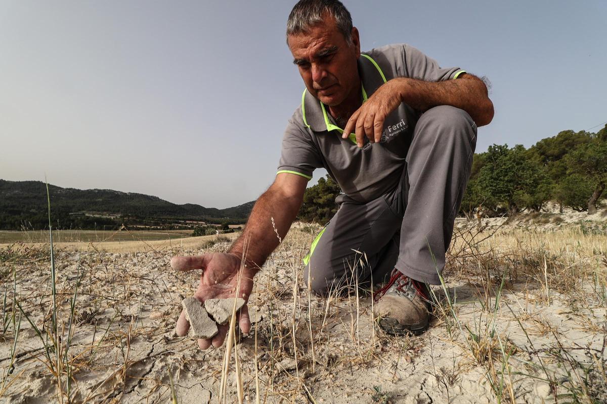 Ricardo Ferri, productor de cereales, muestra los estragos provocados por la sequía en una plantación de la comarca de l’Alcoià.
