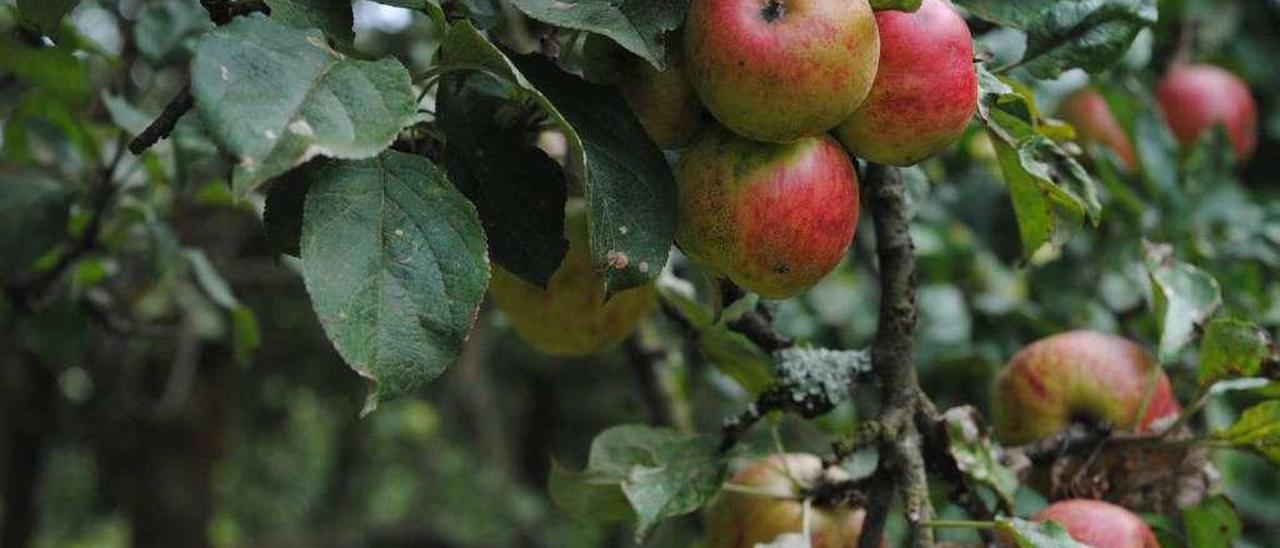 Manzanas de uno de los árboles de la finca de Paco Foncueva.
