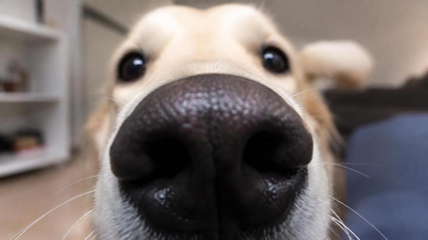 Las verduras que nunca deberías dar a tu perro: algunas pueden causarle una intoxicación grave