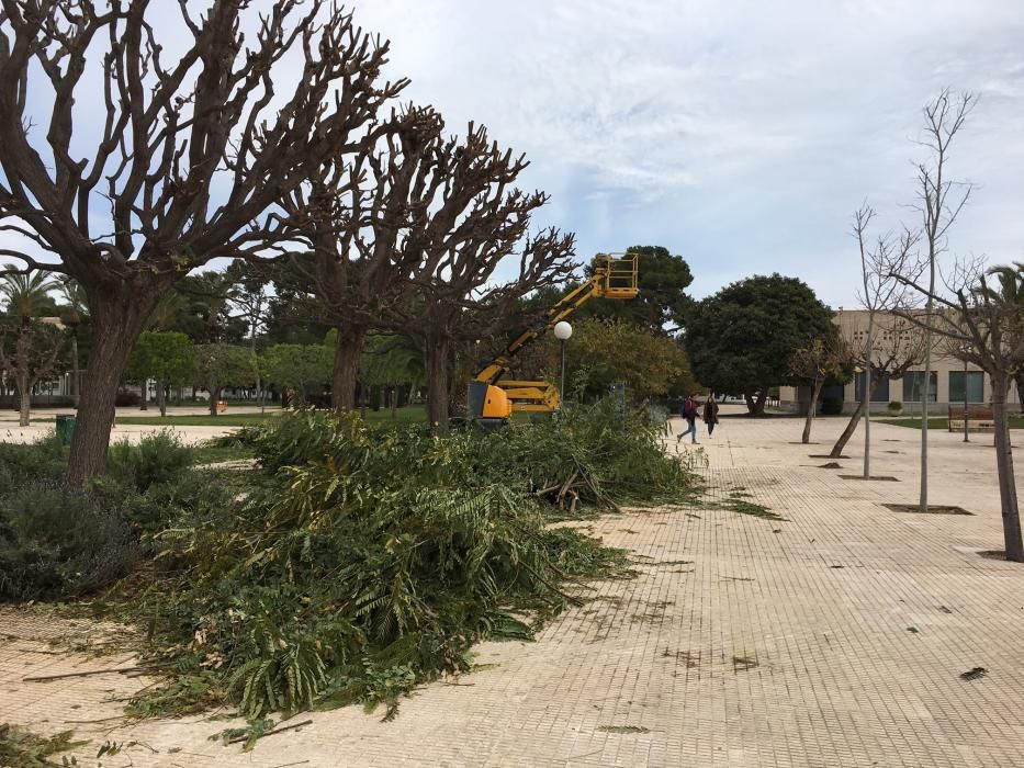 Ramas caídas en la Universidad de Alicante