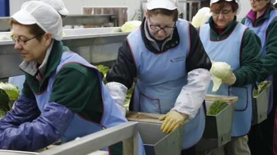 Trabajadoras de la cooperativa hortofrutícola de Benifaió manipulando hortalizas.