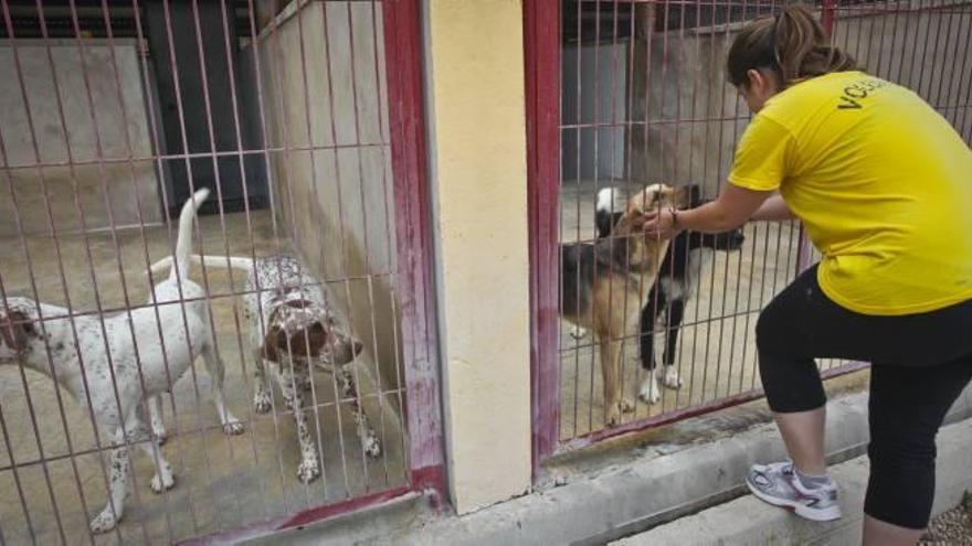 El masivo abandono de animales desborda las instalaciones del albergue