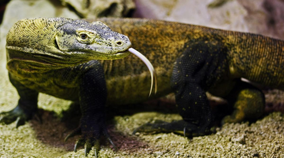 Presentació d’una nova femella de dragó de Komodo al Zoo, per a un programa de reproducció en captivitat amb els dos mascles que tenen.