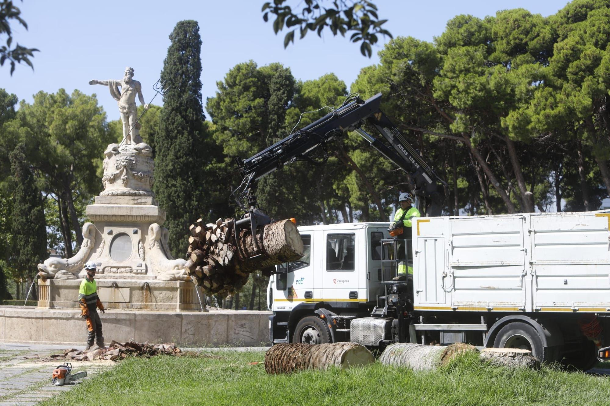 Adiós a 5 palmeras en el Parque Labordeta de Zaragoza