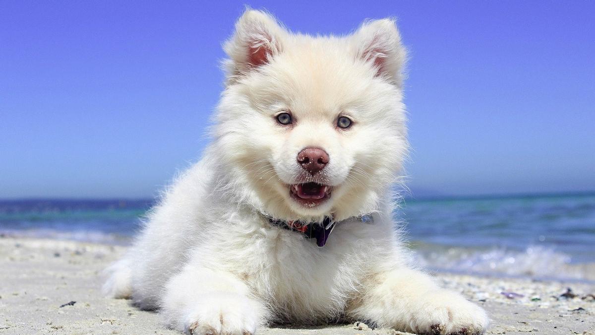 Los perros que peor aguantan el calor.