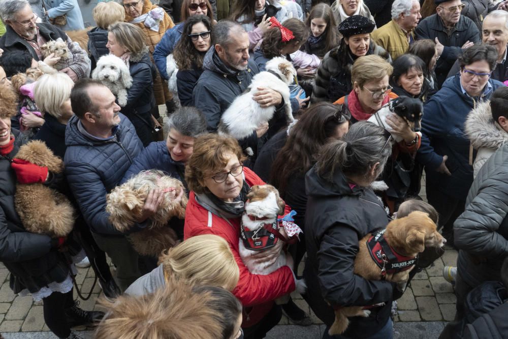 Bendición de animales de San Antón