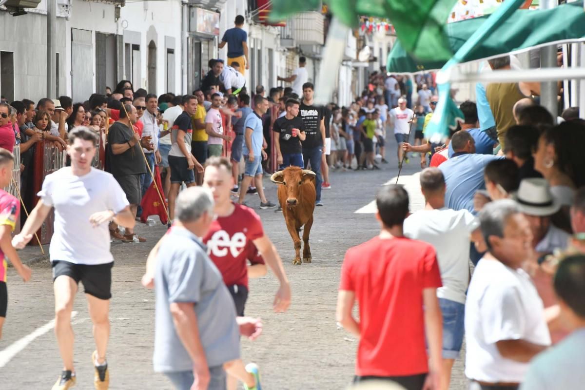 Primer encierro taurino en El Viso