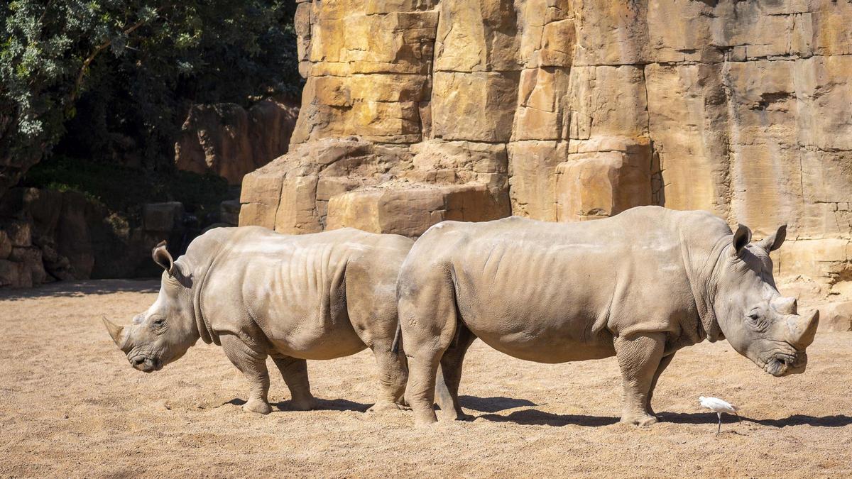 Muere Cirilo, el rinoceronte macho de Bioparc a los 32 años
