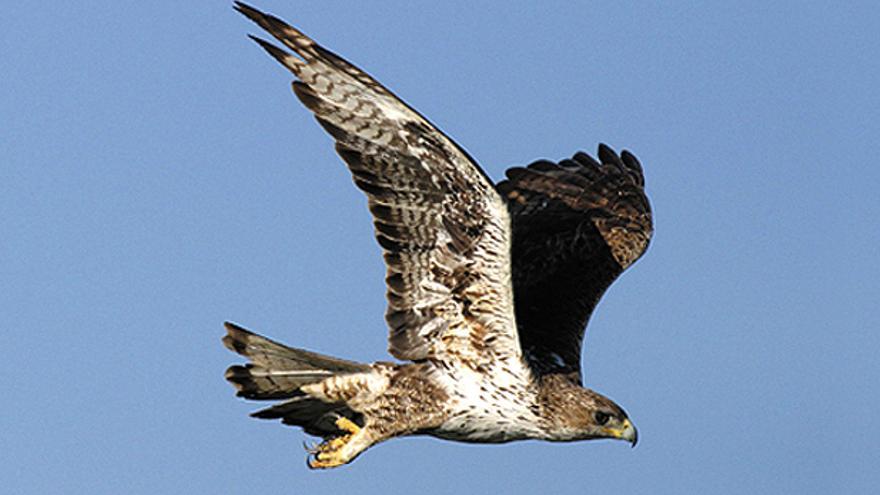 Galería de imágenes: Una muestra de las diferentes especies de aves en Castellón