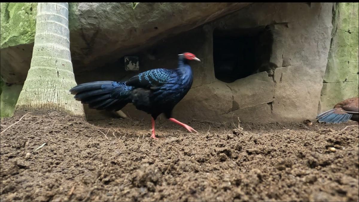 Una faisana nacida en la Bioparc Fuengirola ya forma parte del proyecto de reintroducción del faisán de Edwards en Vietnam