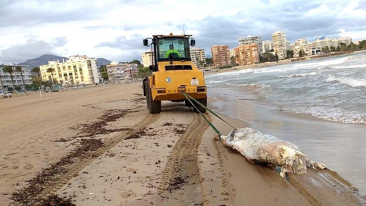 El cadàver d’una vaca de 600 quilos apareix en una platja d’Alacant