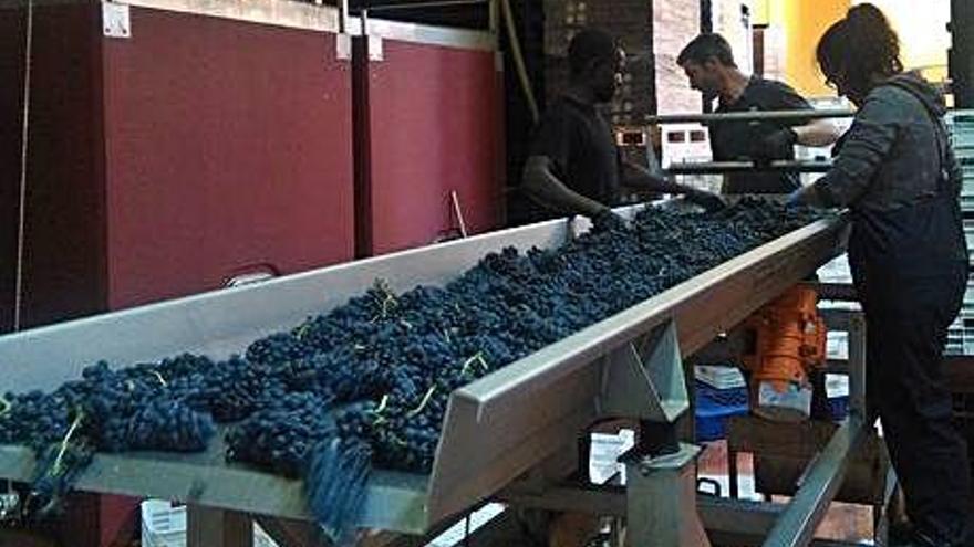 Producción de vino en una bodega de la DO Toro.