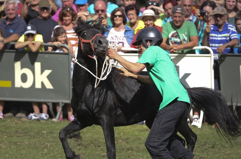 Fiesta del Asturcón en El Sueve