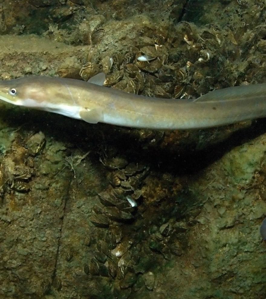 La enigmática vida de las anguilas: todas las de España vienen del Triángulo de las Bermudas