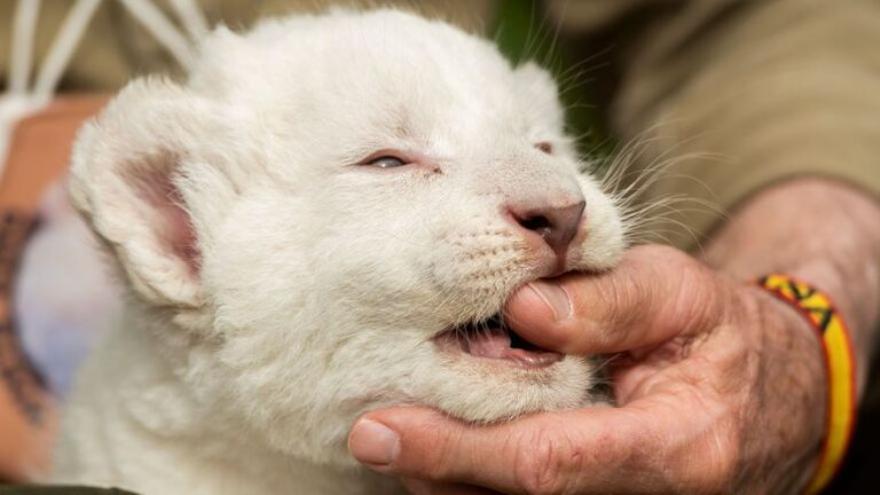 Todo sobre el primer león blanco nacido sano en España