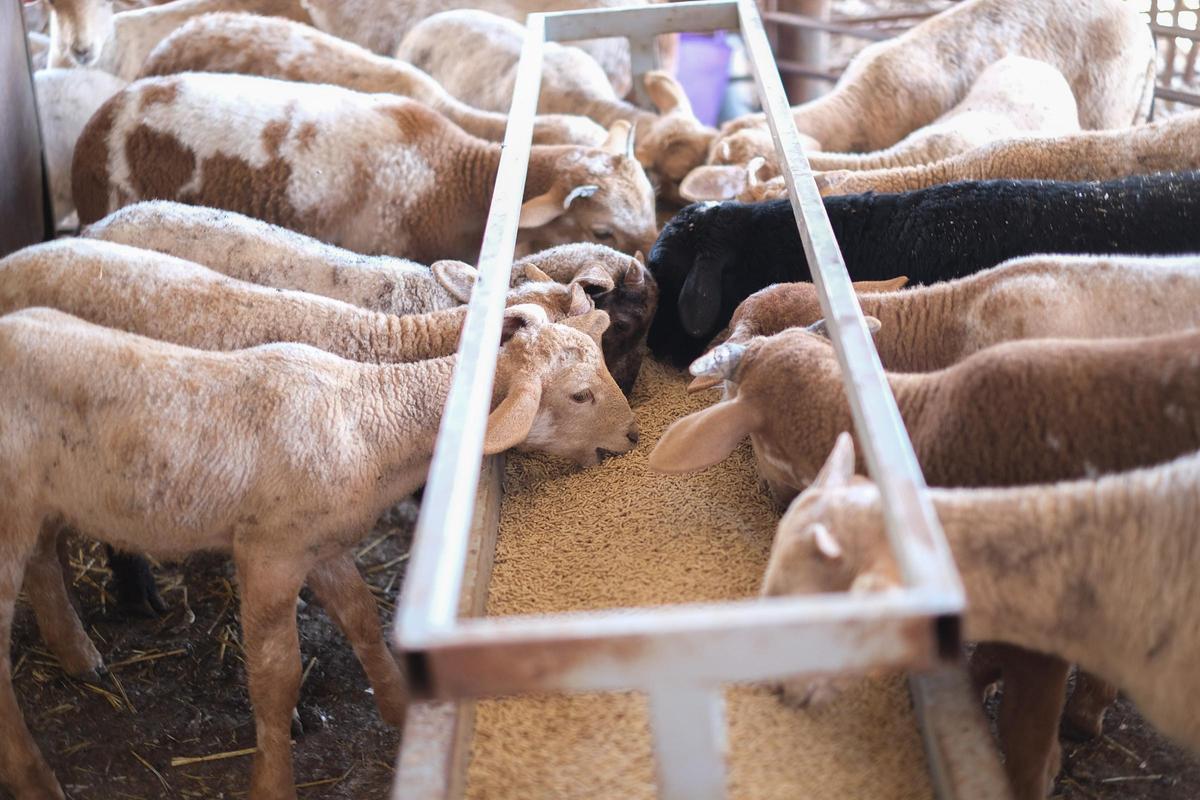 Explotación de ganado en Elche.