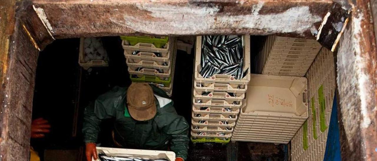 Dos marineros descargan cajas de bocarte en el puerto pesquero de Gijón.