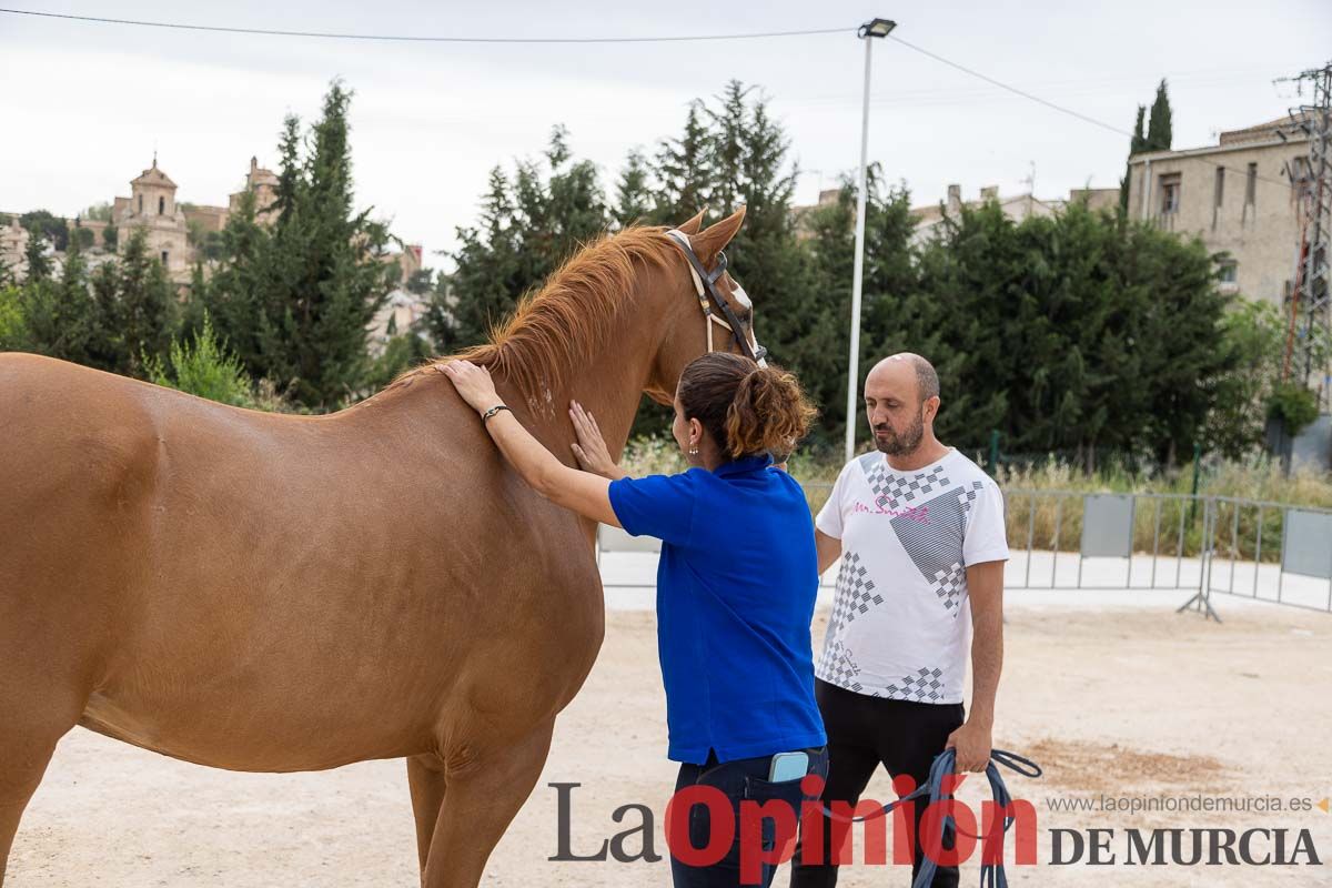 Control veterinario de los Caballos del Vino en Caravaca