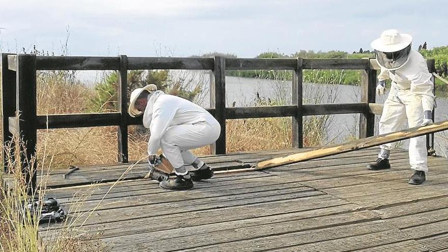 hallan un gran nido de avispas en un mirador del millars