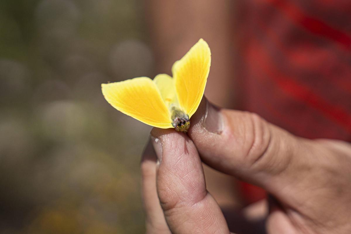 Las mariposas tratan de resistir en entornos metropolitanos degradados