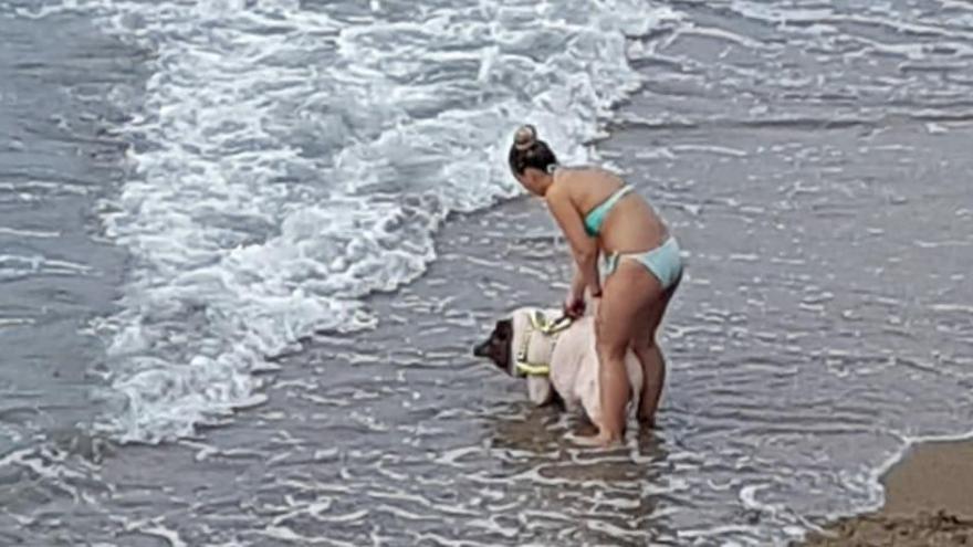 La imagen más refrescante del verano: un cerdo disfruta de un baño en la playa para perros de Gijón