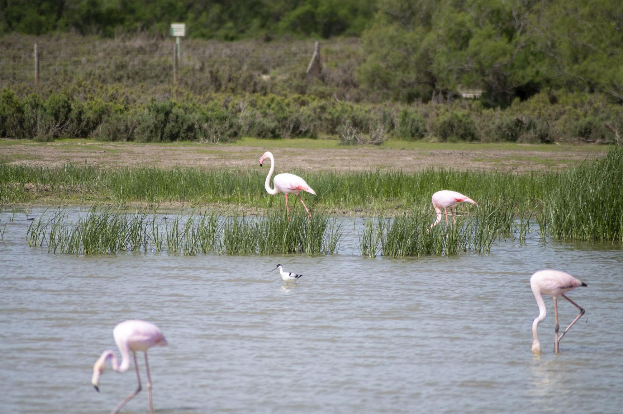 Flamencos en la Laguna de Fuente de Piedra, en abril de 2024.