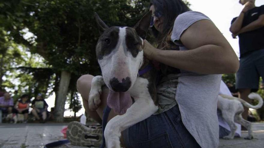 Un ejemplar de Pitbull en el regazo de su dueña en los paseos de La Mota.