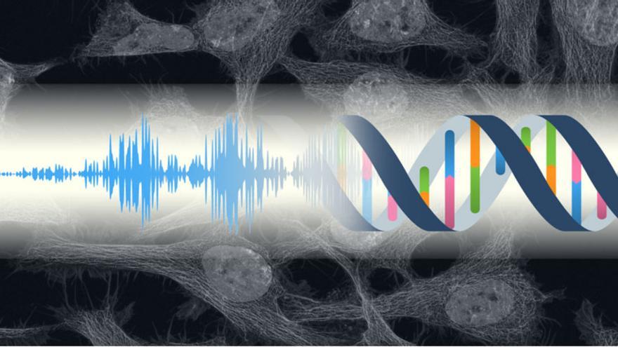 Tus células pueden oír: el sonido puede modular la actividad genética