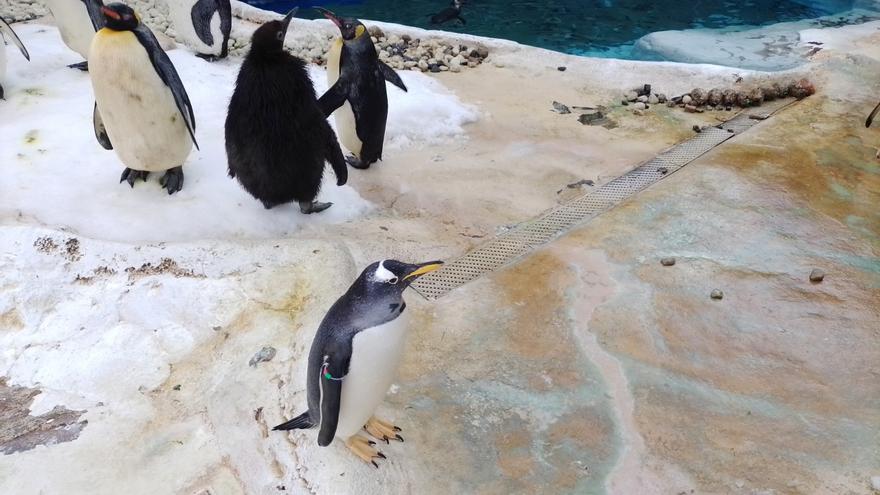 Cría de pingüino rey en el pingüinario de Selwo Marina, en Benalmádena.