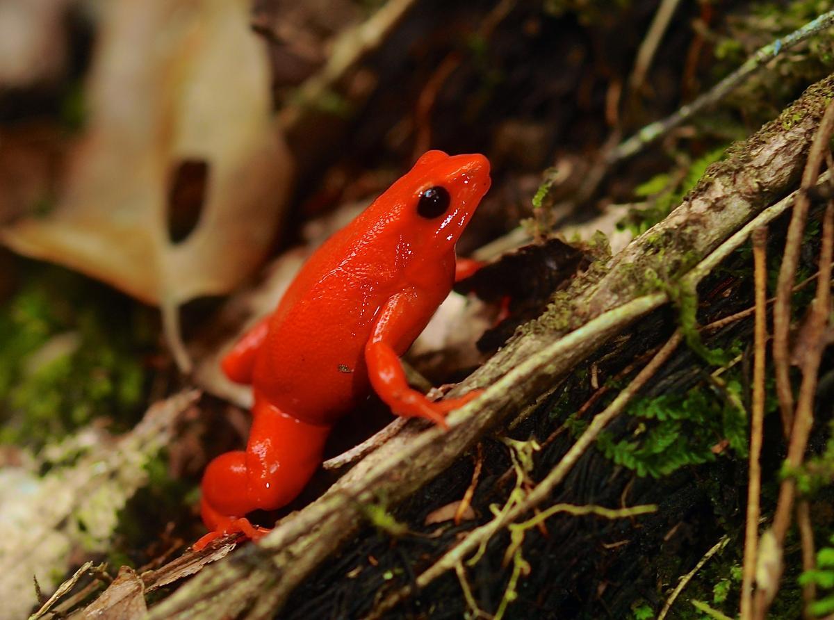 Ejemplar de mantella dorada, un anfibio que se ha conseguido reintroducir en Madagascar tras estar gravemente en peligro