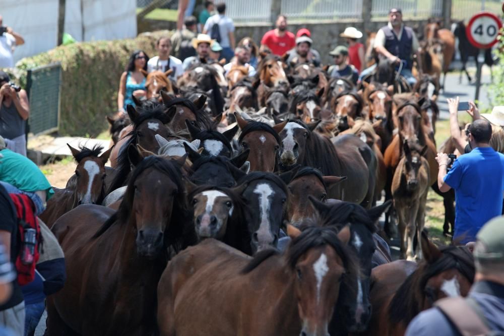 Miles de personas presencian en Sabucedo los curros - La manada llegó al pueblo al mediodía.