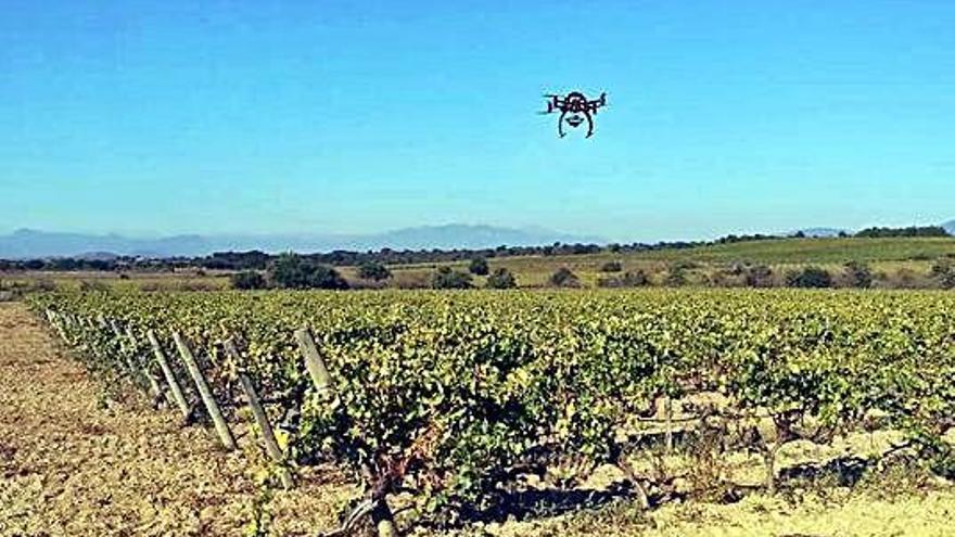 Un dron supervisant una explotació de vinya.