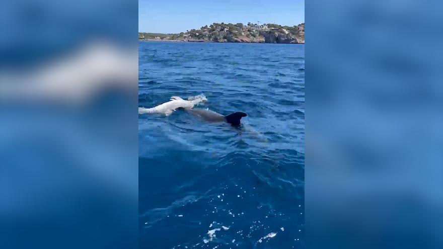 Un delfín intenta reanimar a una cría aparentemente muerta en la bahía de Santa Ponça