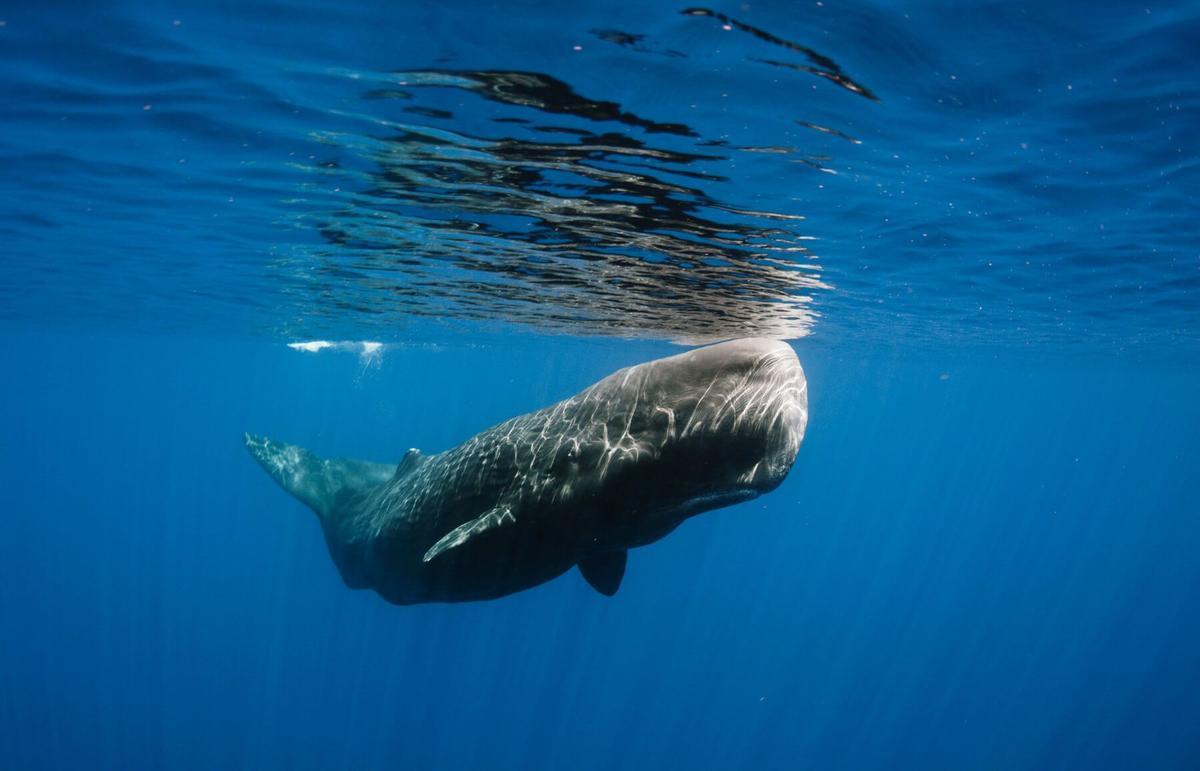 Un cachalote en el mar