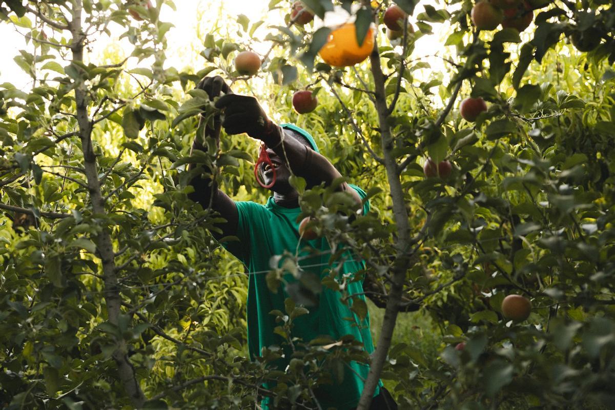 Recol·lecció de pomes ecològiques per elaborar suc de poma ecològic
